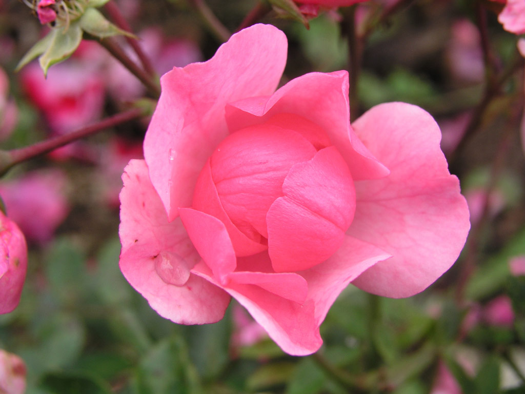 růže Kleine Dortmunderin