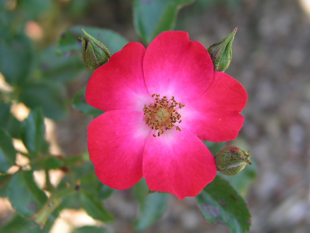 růže Kleine Dortmunderin