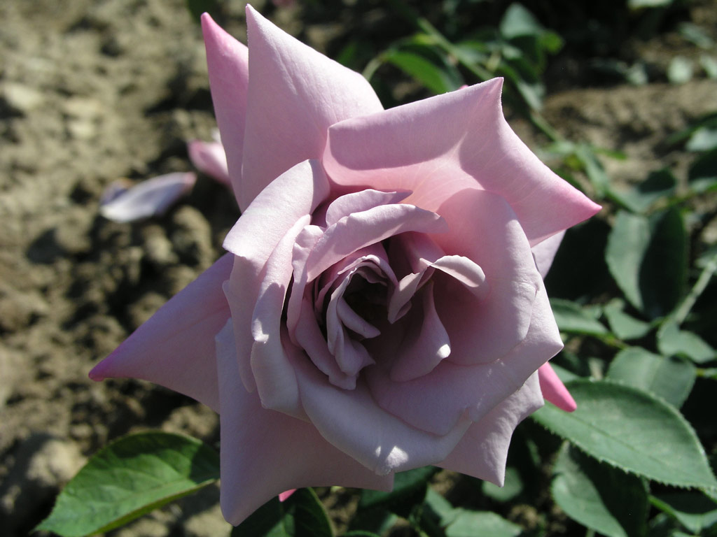 růže Klner Karneval