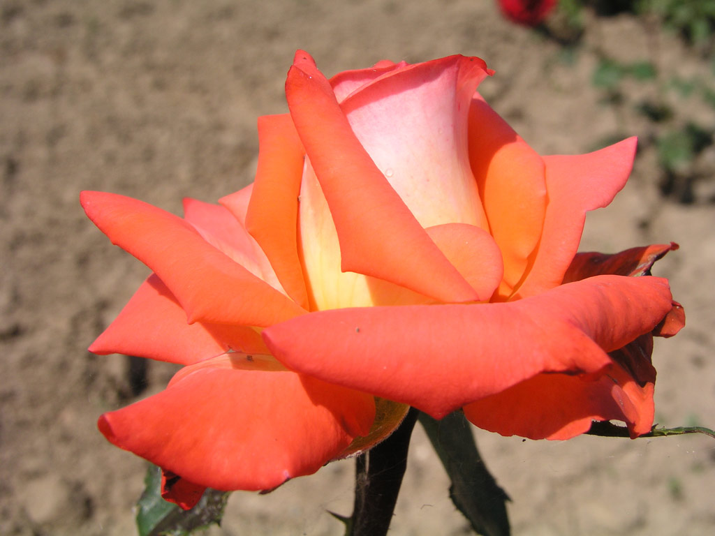 růže Knigin der Rosen