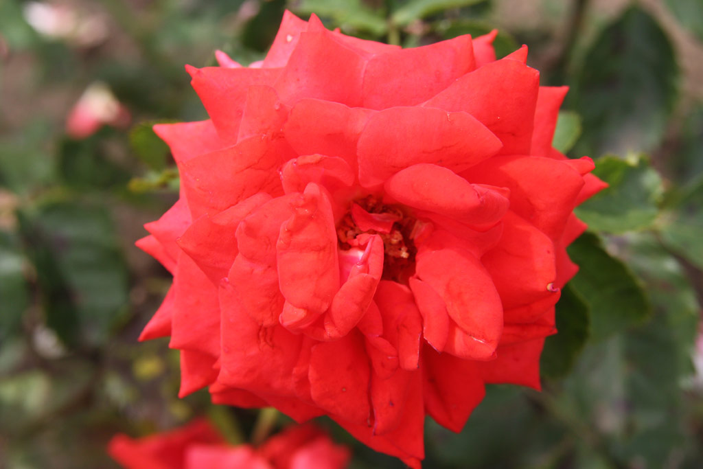 růže Knigin der Rosen