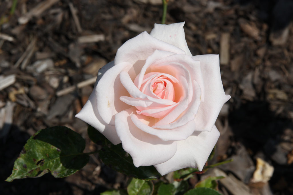 růže Knigliche Hoheit