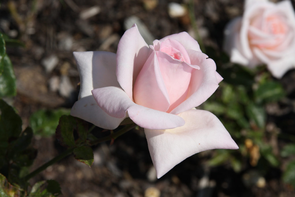 růže Knigliche Hoheit