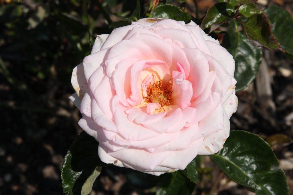 růže Knigliche Hoheit