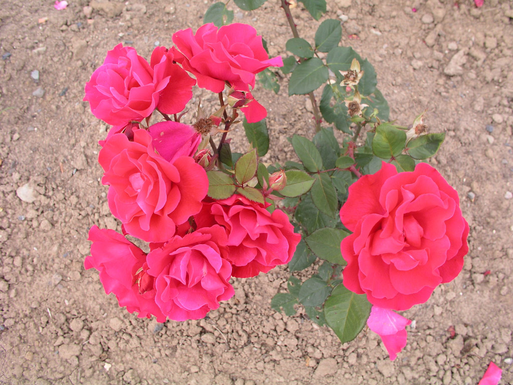 růže Knigsberg