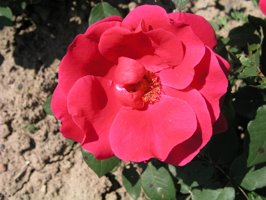 růže Knigsberg
