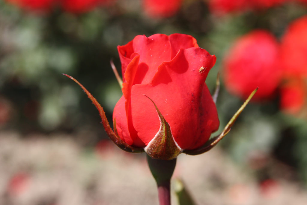 růže Kordes Brillant