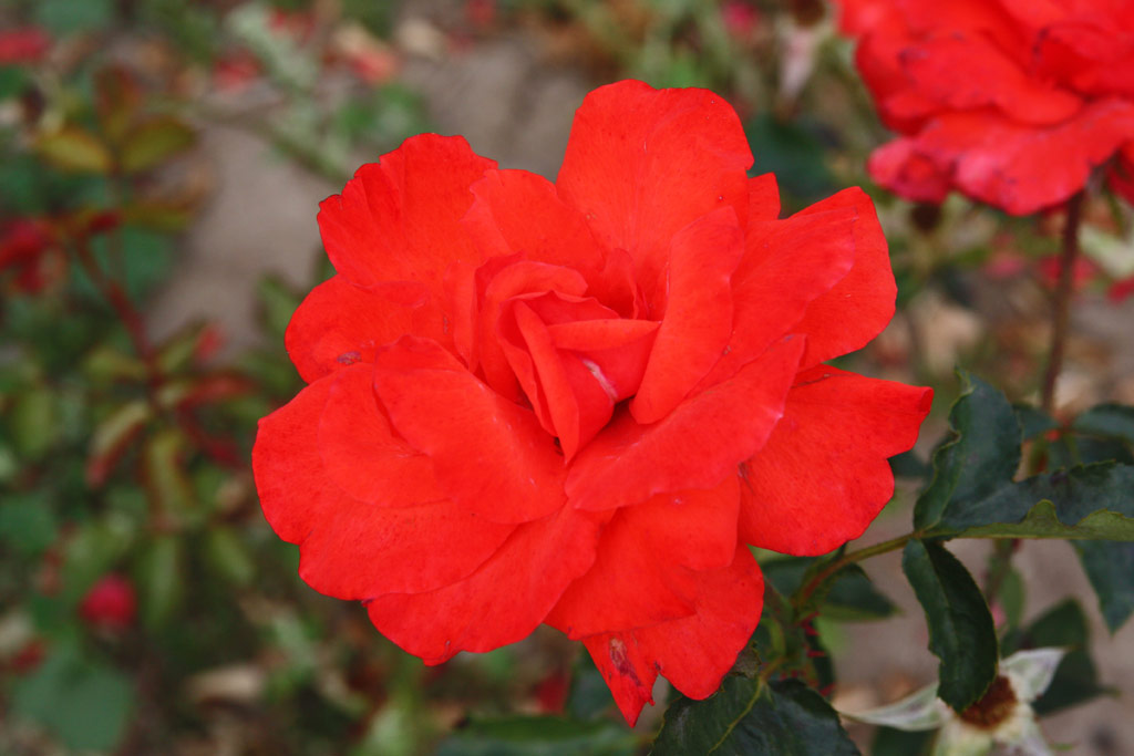 růže Kordes Brillant