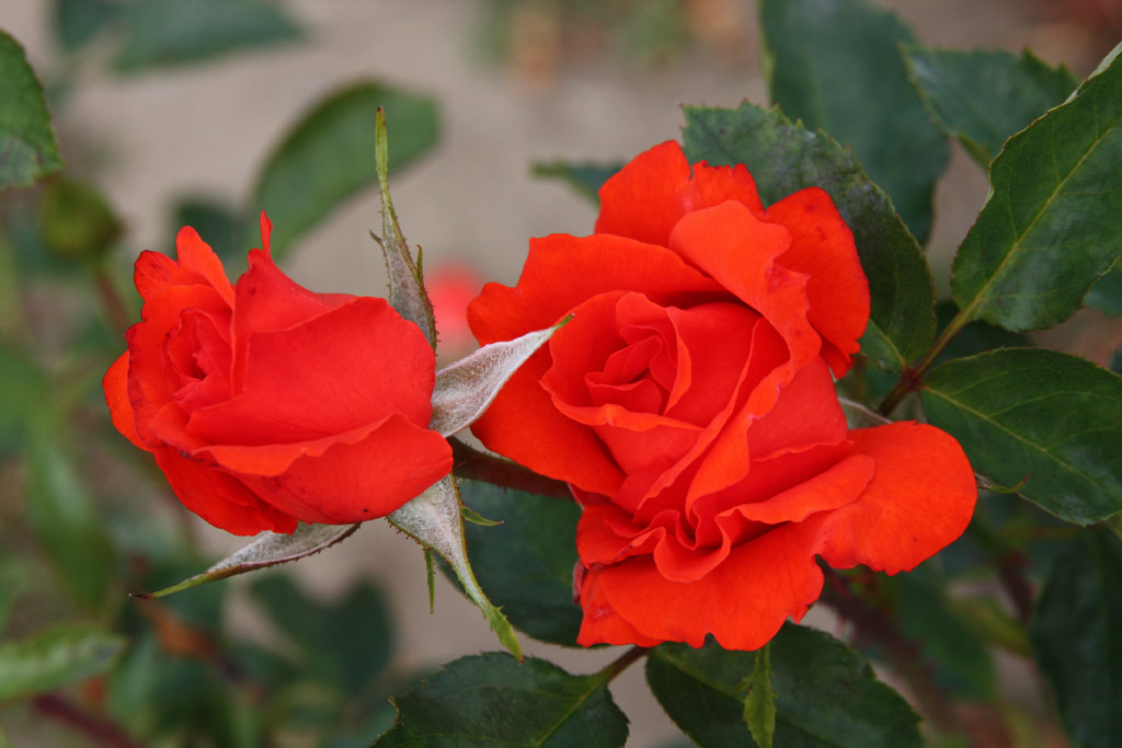 růže Kordes Brillant