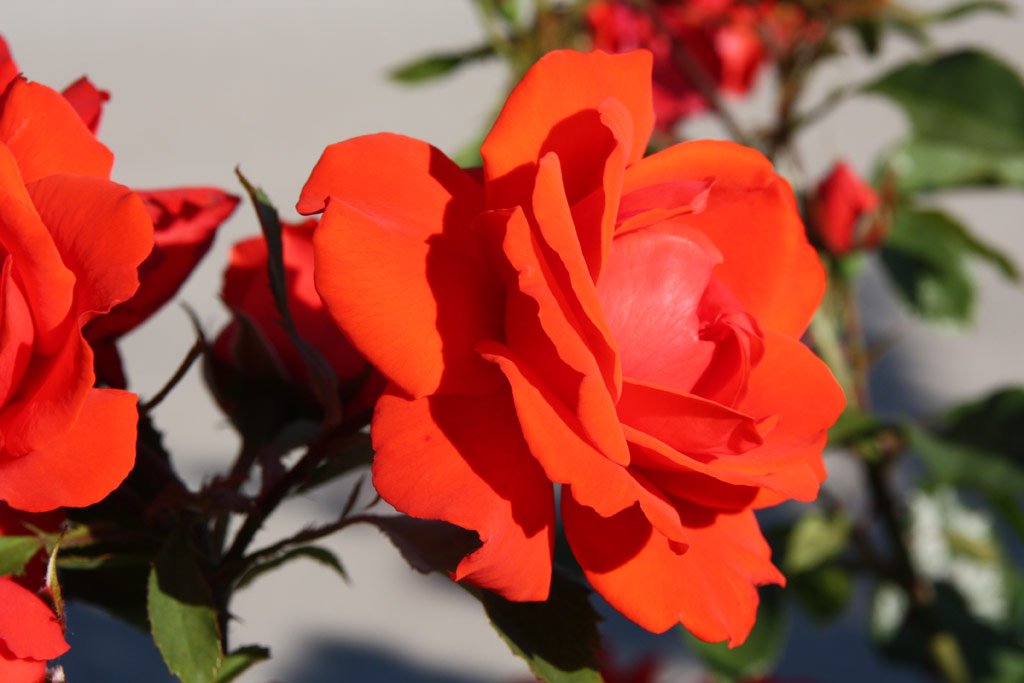 růže Kordes Brillant