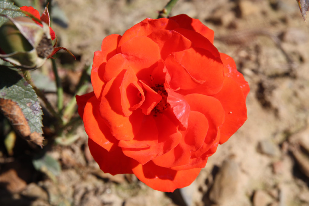 růže Kordes Brillant