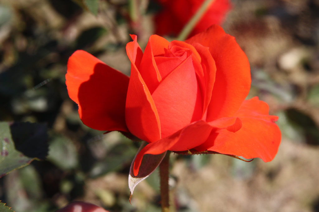 růže Kordes Brillant