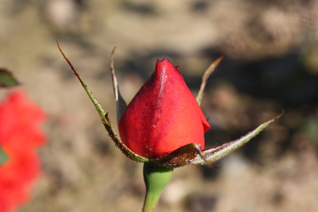 růže Kordes Brillant