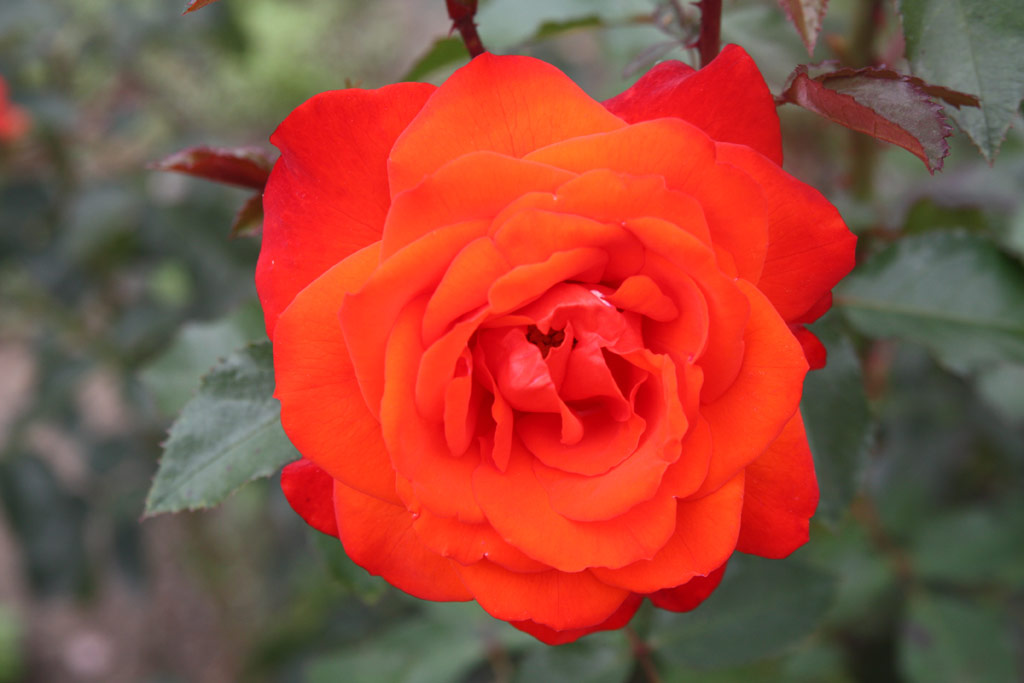 růže Kordes Brillant