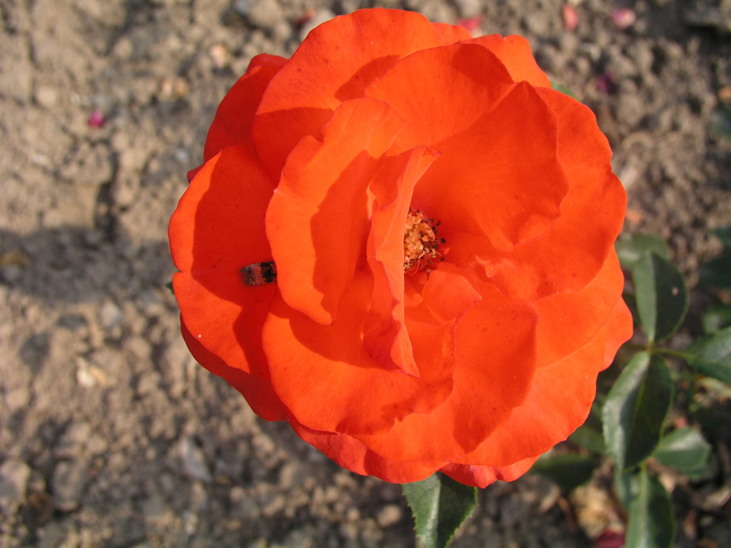 růže Kordes Brillant