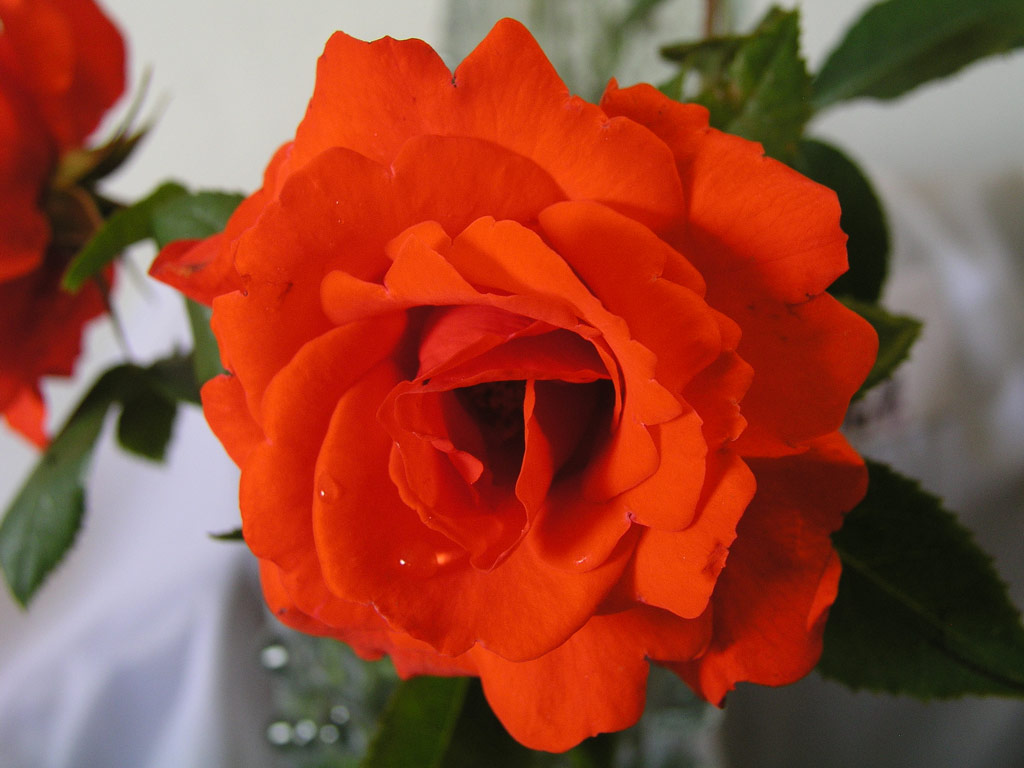 růže Kordes Brillant