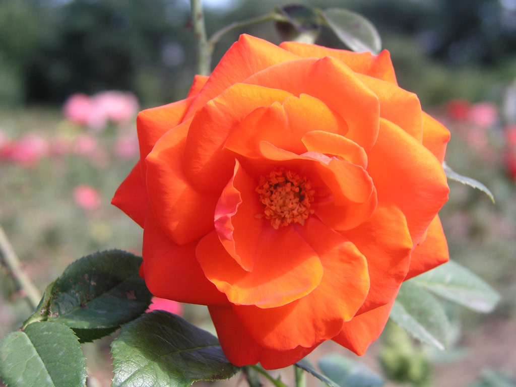 růže Kordes Brillant