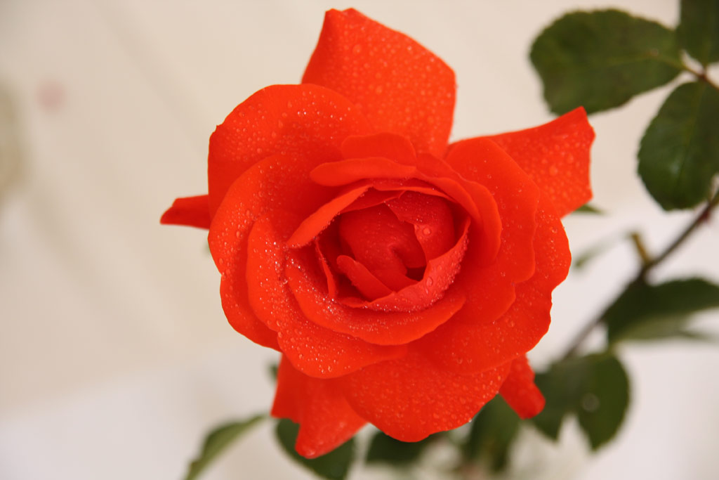 růže Kordes Brillant