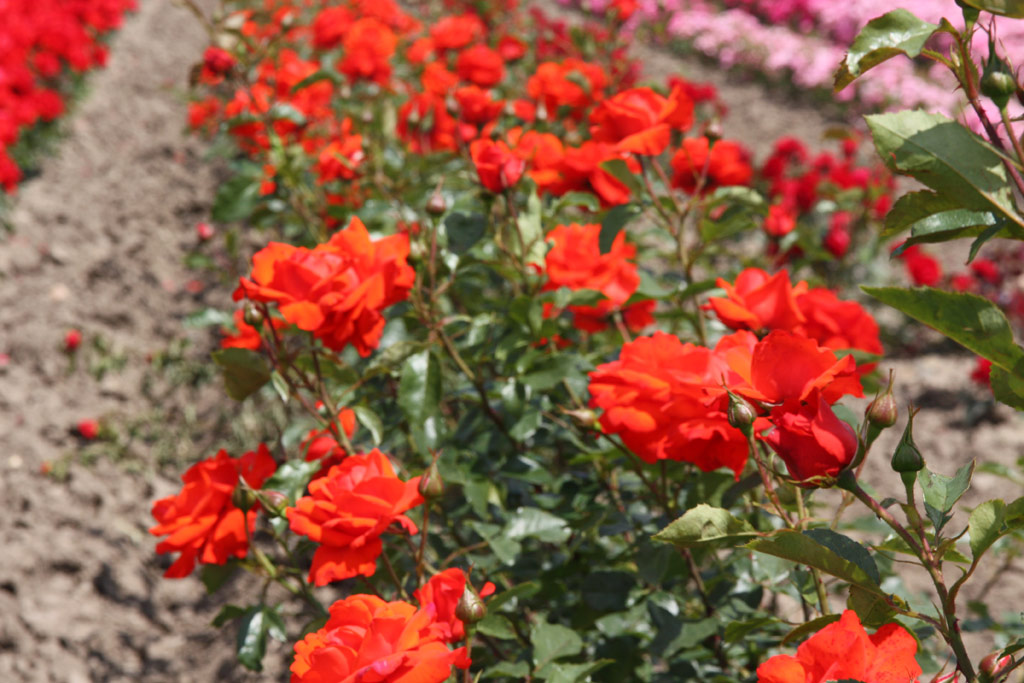 růže Kordes Brillant