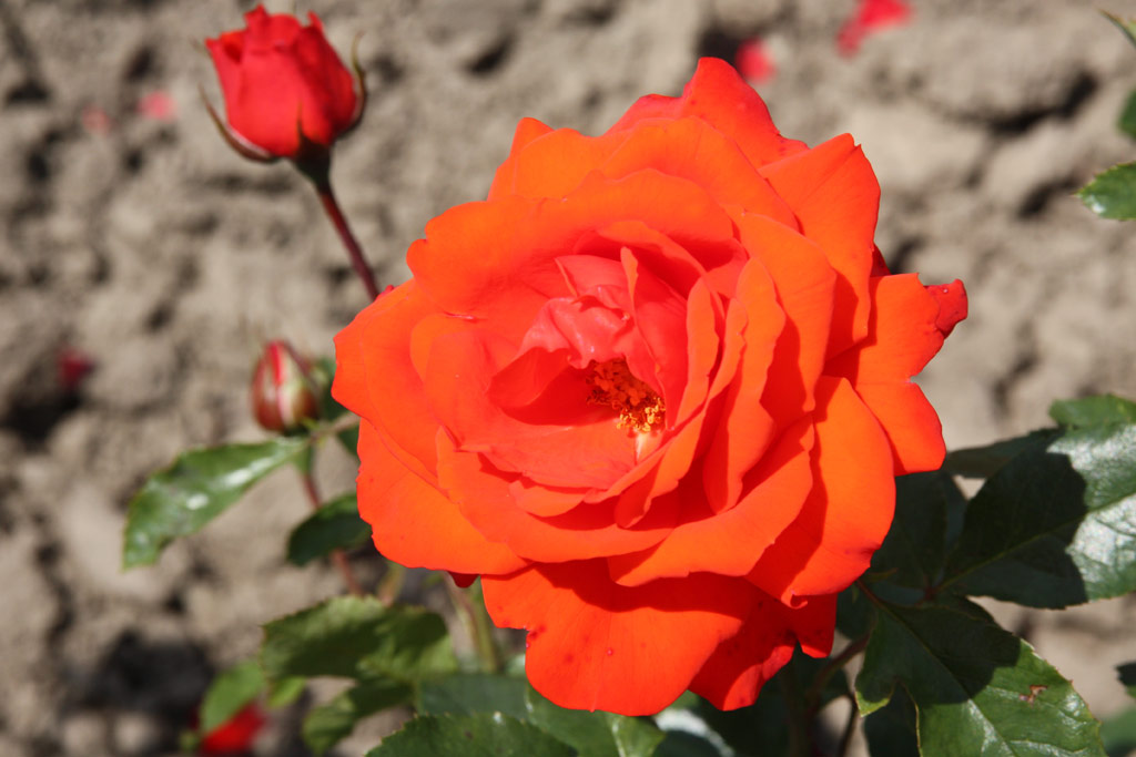 růže Kordes Brillant