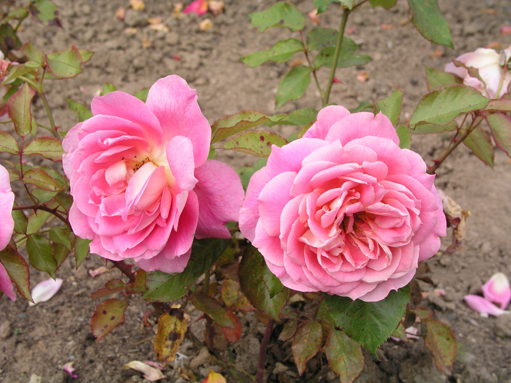 růže Kordes Perfecta