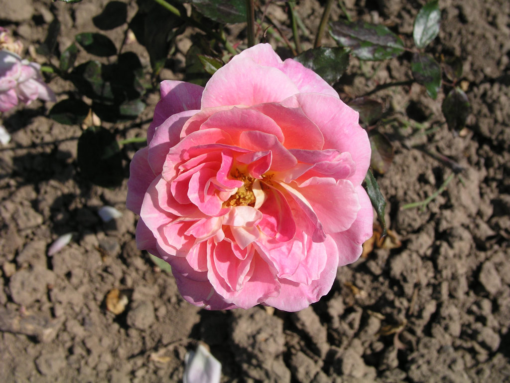 růže Kordes Perfecta