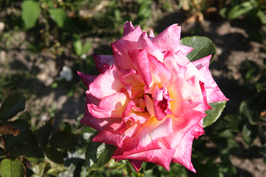 růže Kordes Perfecta