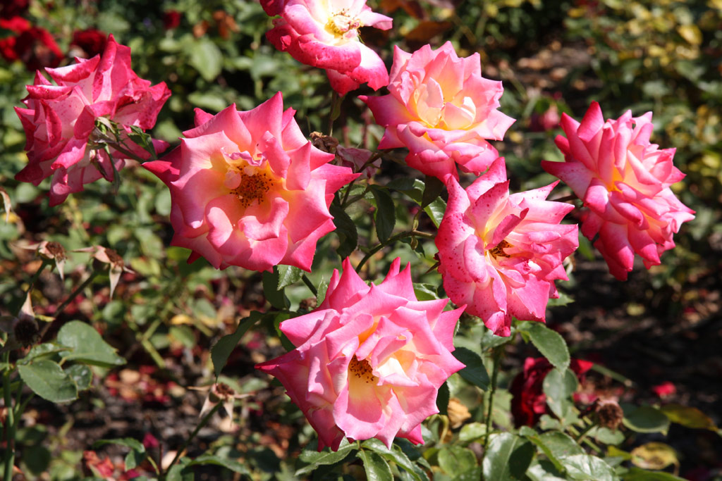 růže Kordes Perfecta