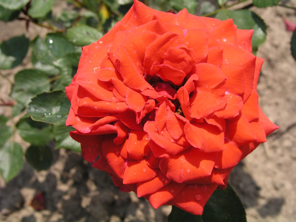 růže Kordes Sondermeldung