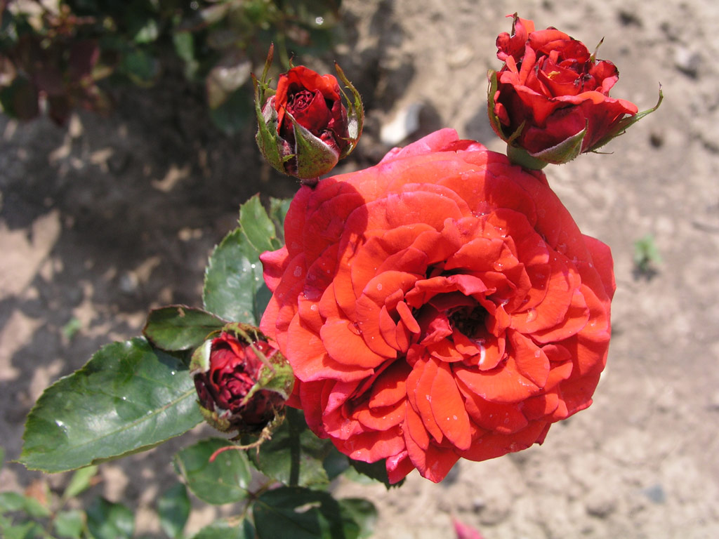 růže Kordes Sondermeldung