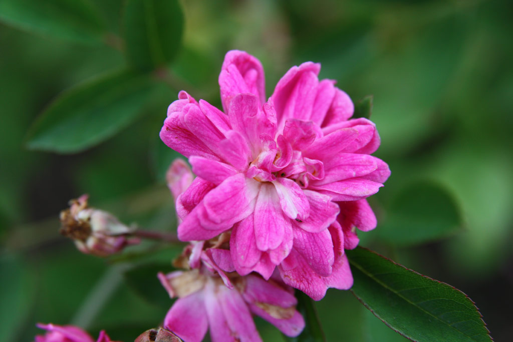 růže Kosztolnyi Dezs Emlke