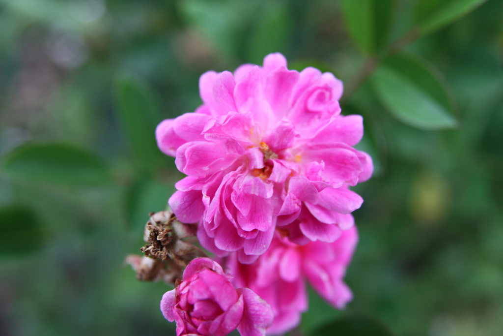 růže Kosztolnyi Dezs Emlke