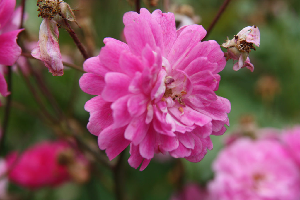 růže Kosztolnyi Dezs Emlke