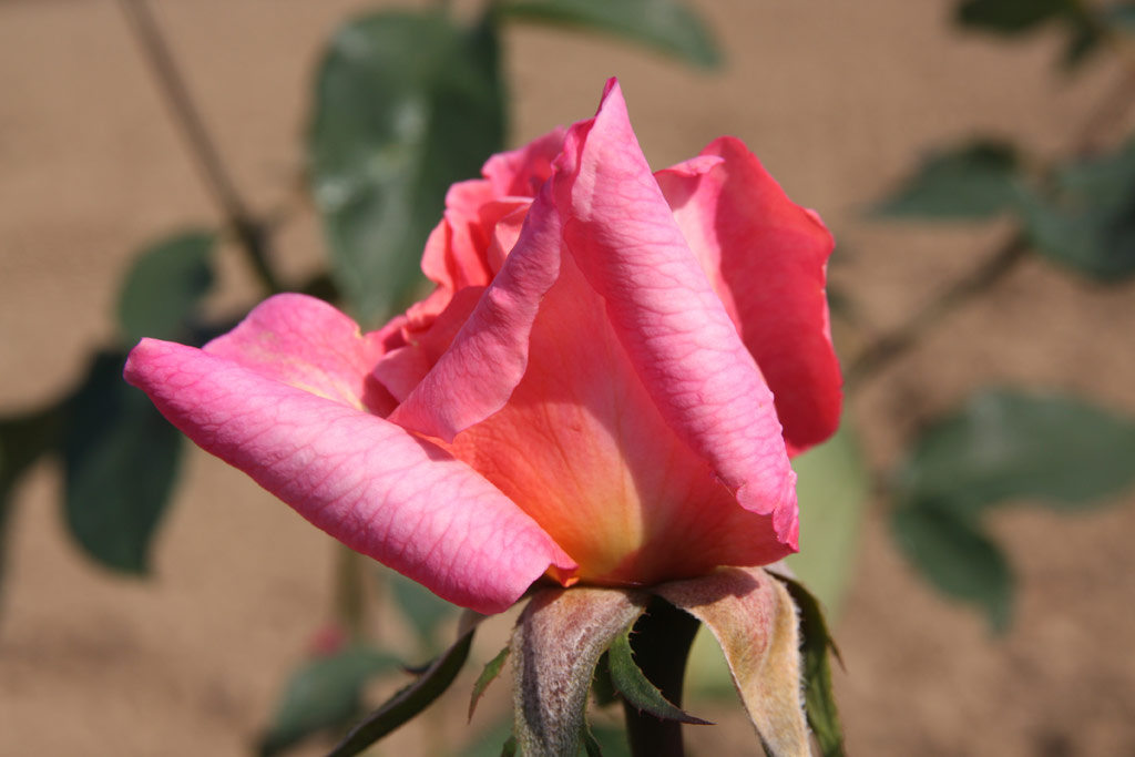 růže Krlovna Johanka