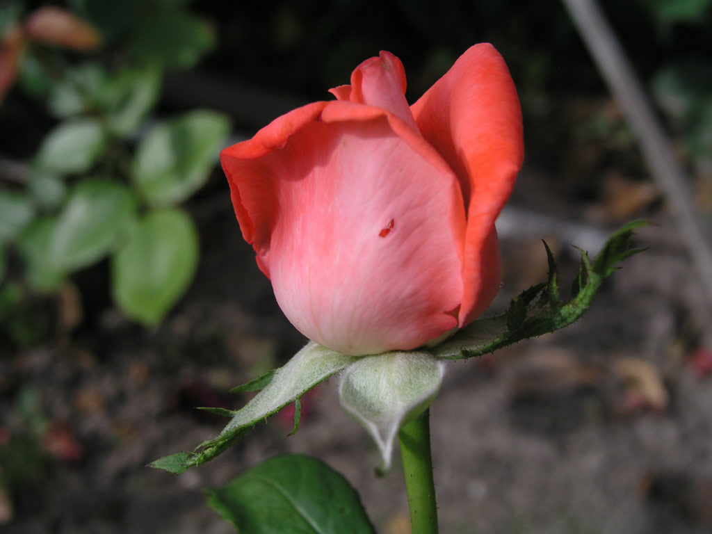 růže Krasavica Festivalnaja