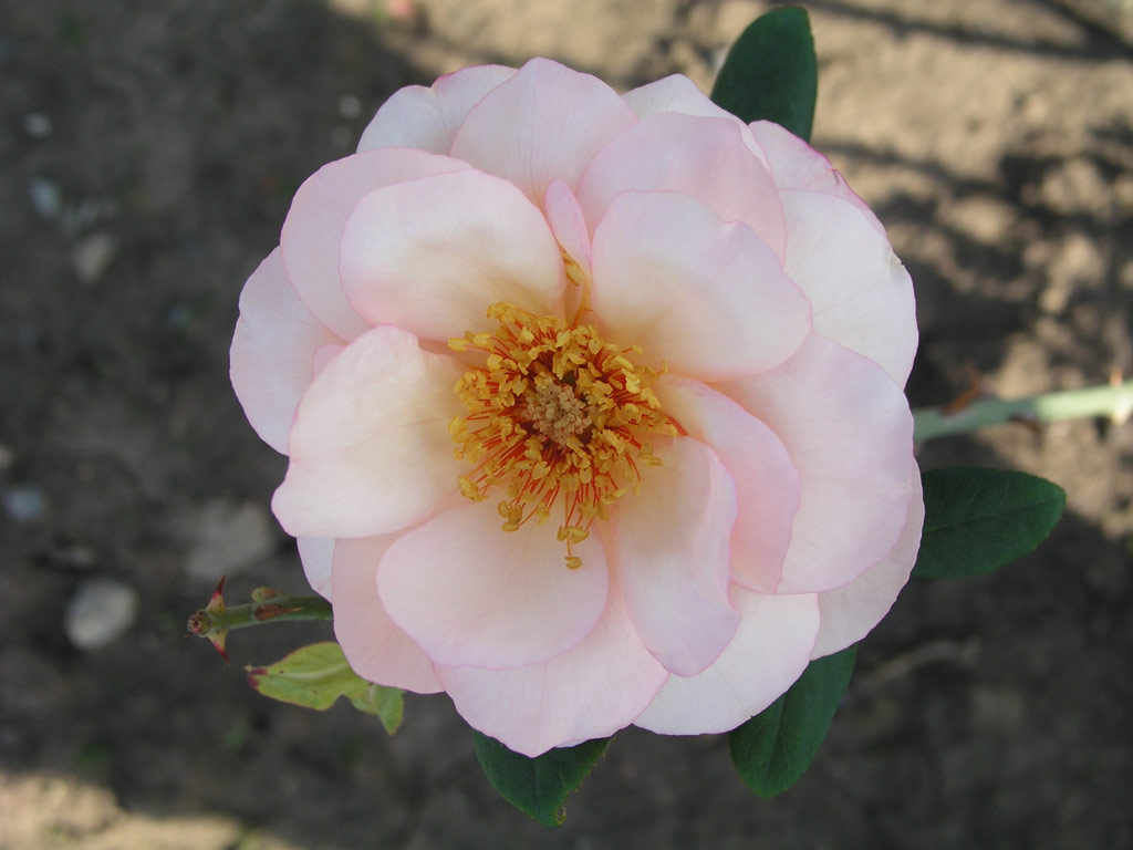 růže Krsn slavanka