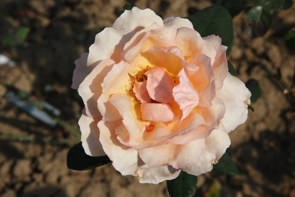 růže Krsn slavanka