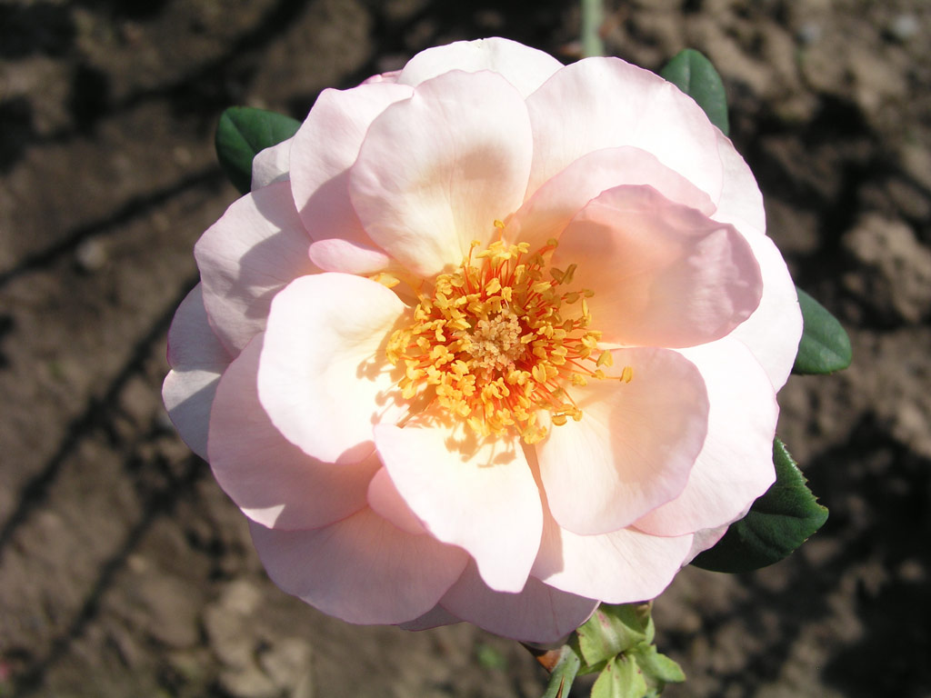 růže Krsn slavanka