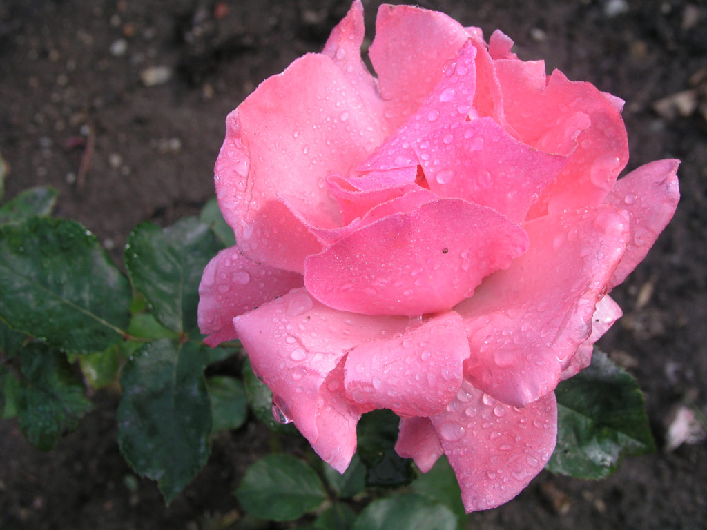 růže Krsn slavanka