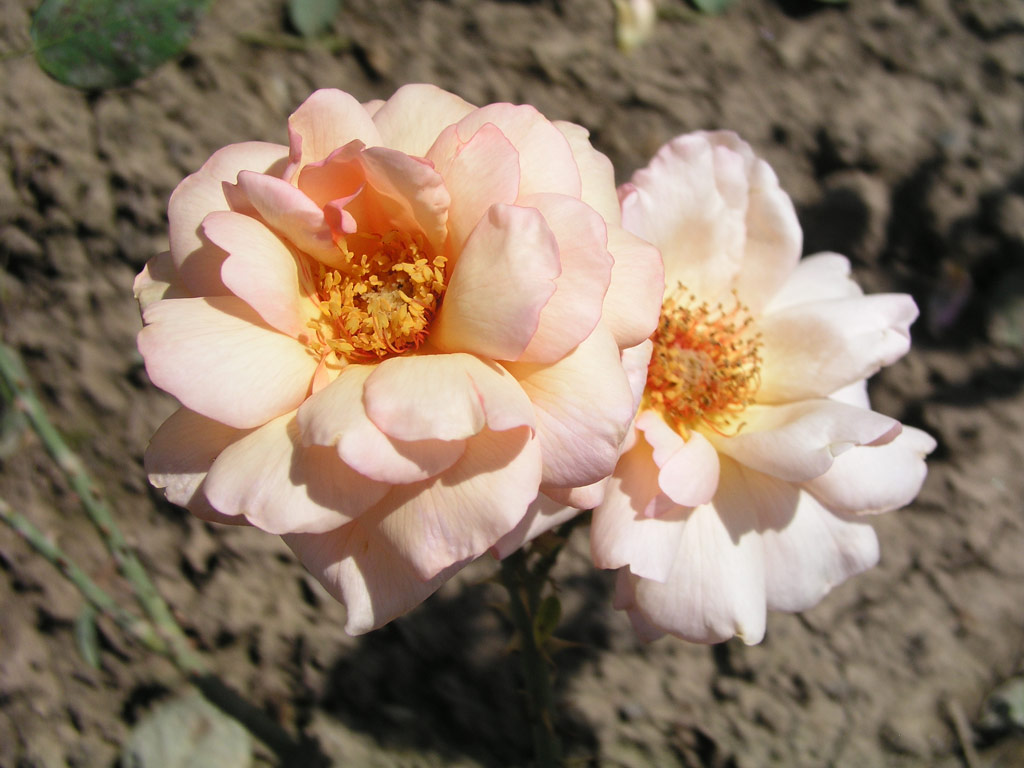 růže Krsn slavanka