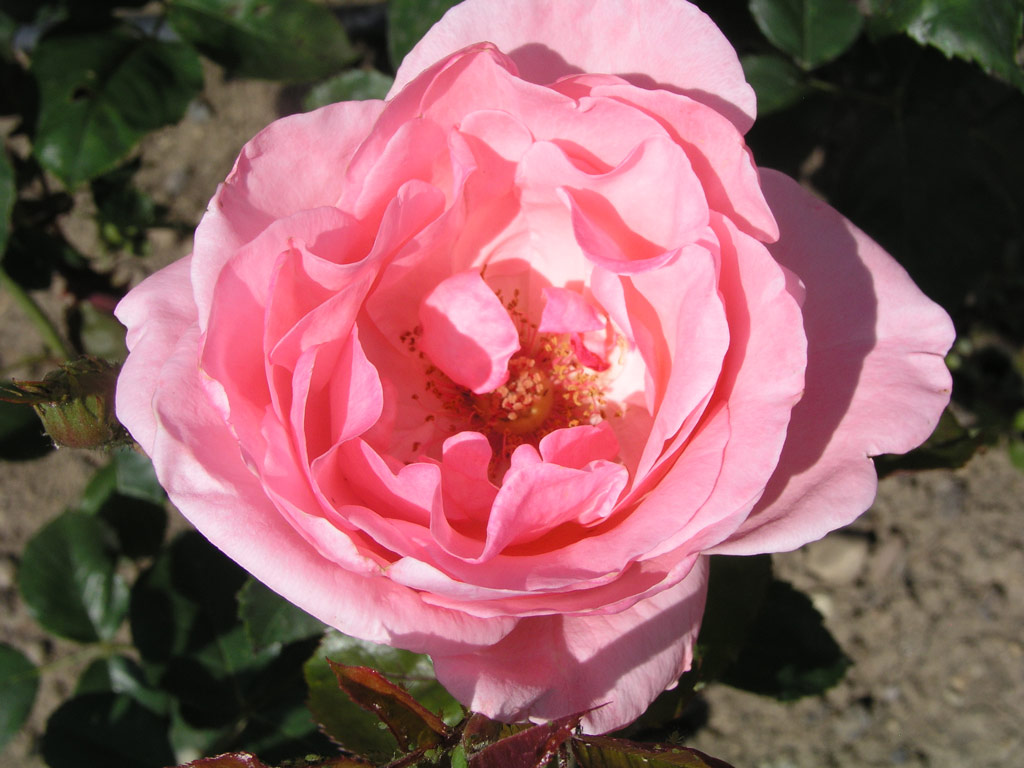 růže Krsn slavanka