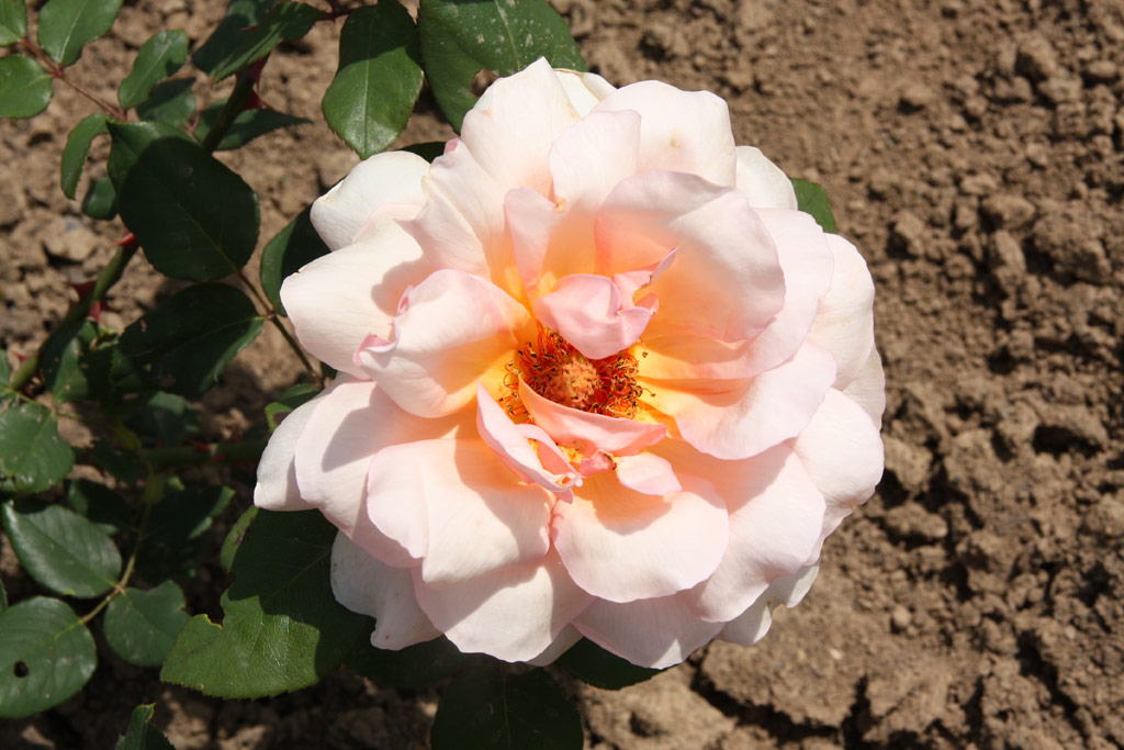 růže Krsn slavanka