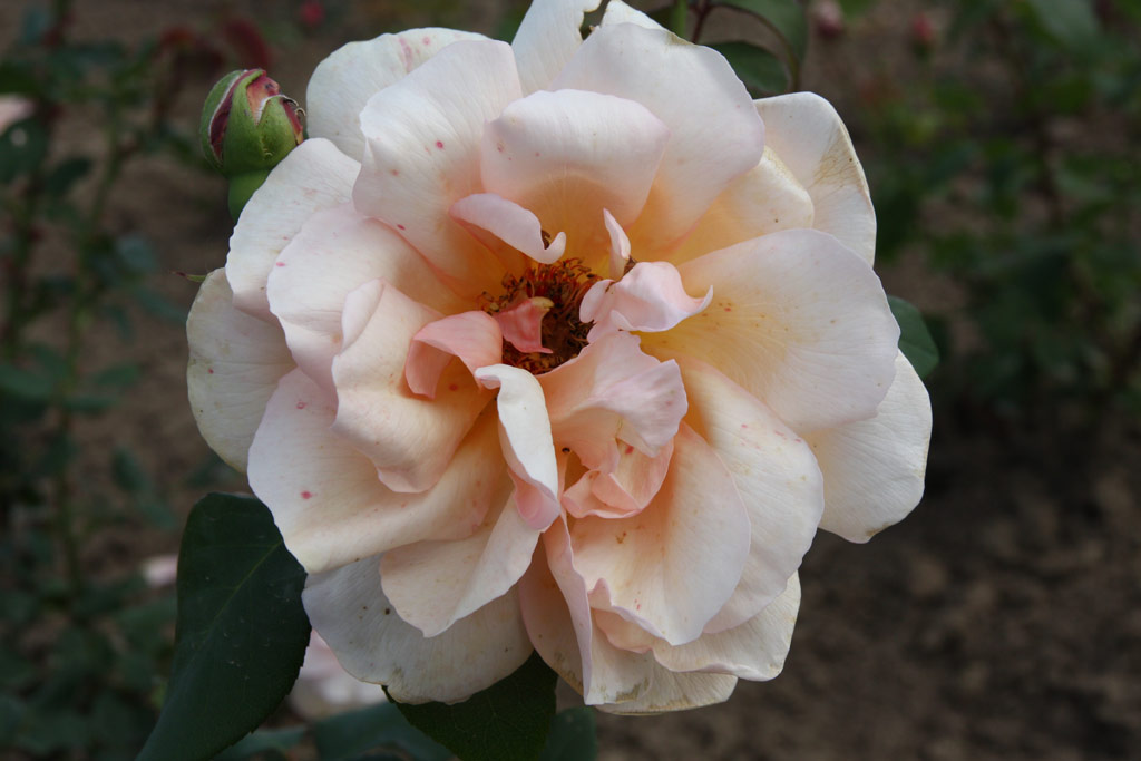 růže Krsn slavanka