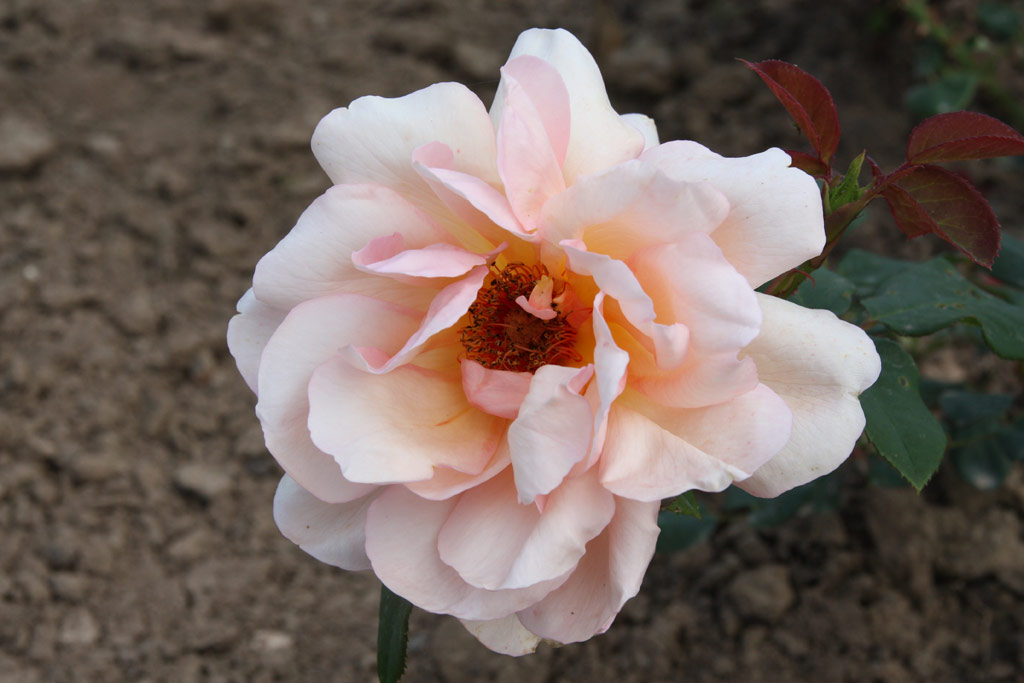 růže Krsn slavanka