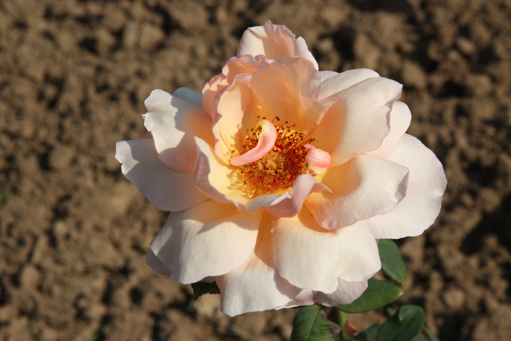 růže Krsn slavanka