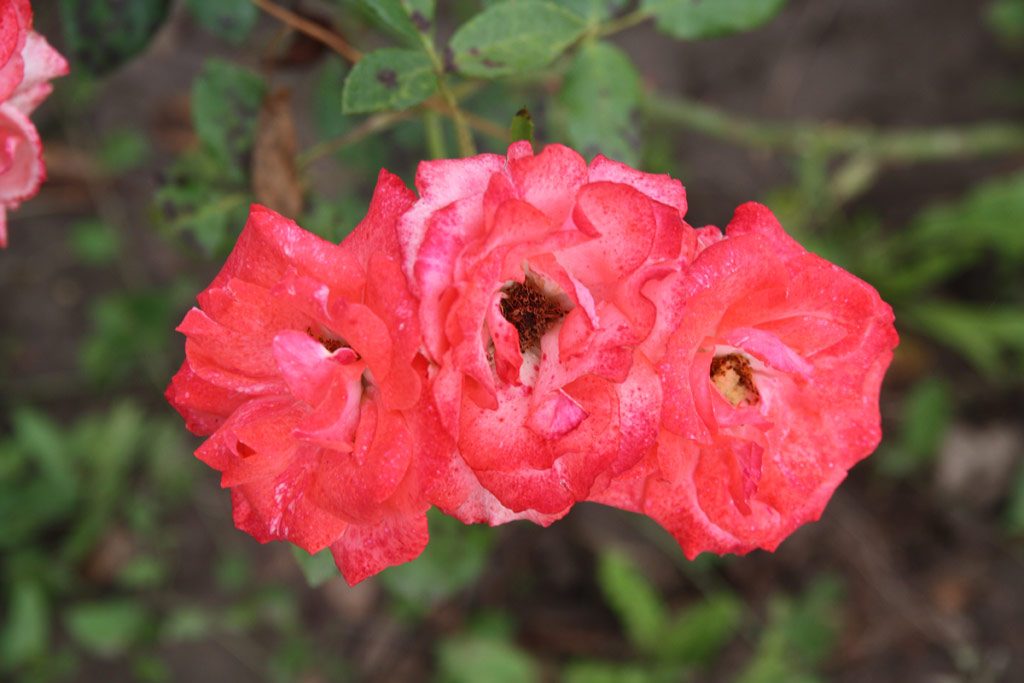 růže Krass-Szrny