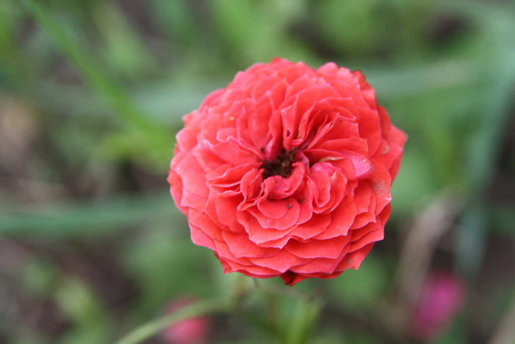 růže Kriza Jnos Emlke