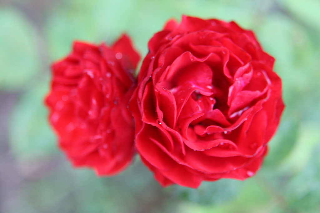 růže Kriza Jnos Emlke