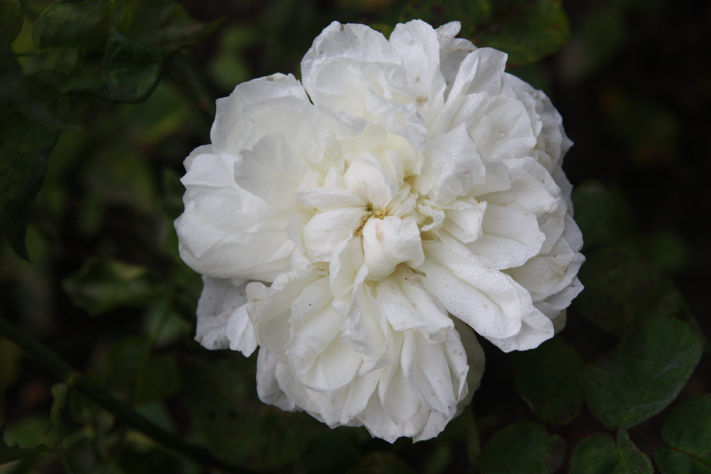 růže Kronprinzessin Viktoria