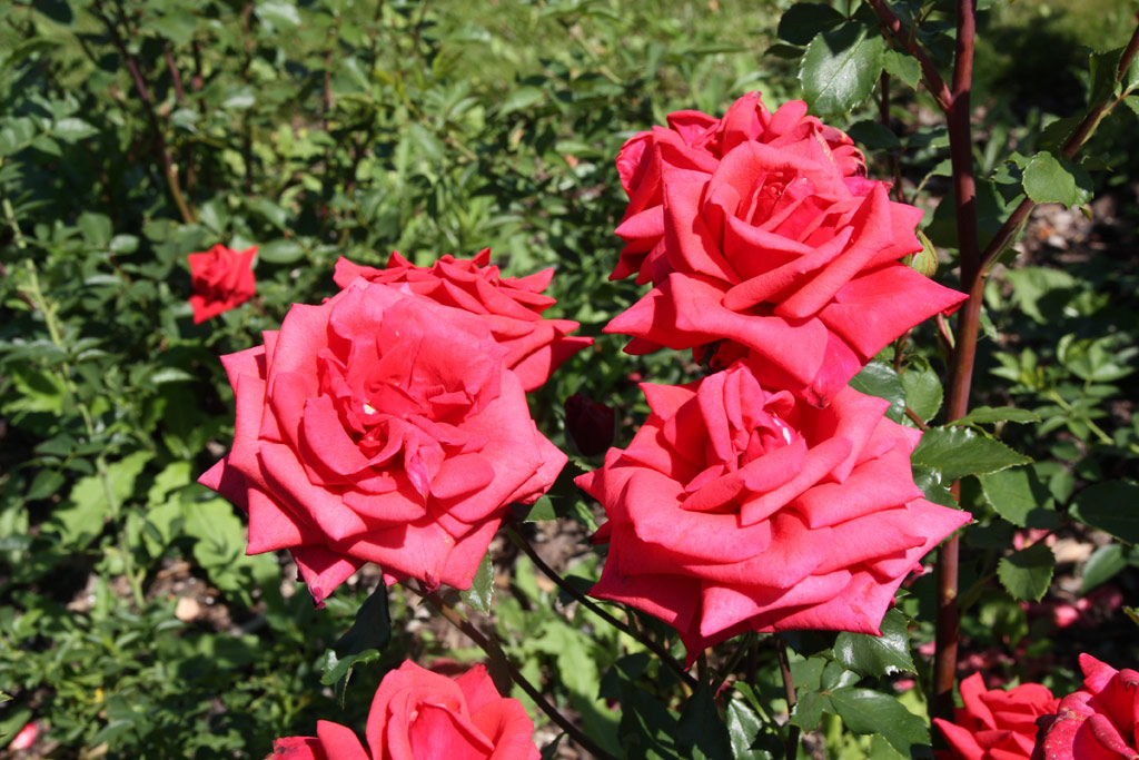 růže Kronprinzessin Victoria von Schweden